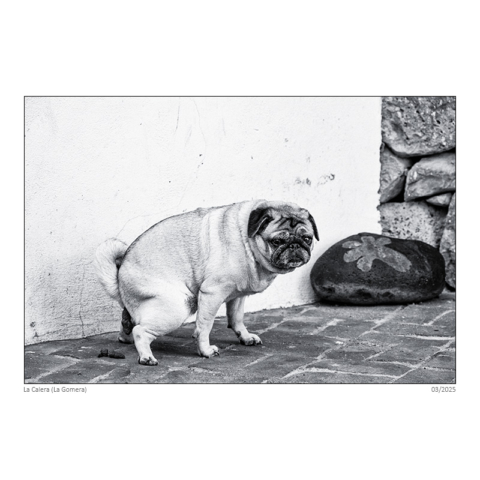 2503_gomera_496_sf_neu